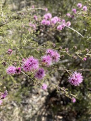 Kunzea obovata