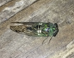 Neotibicen latifasciatus