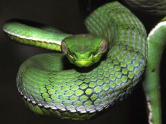 Trimeresurus sumatranus