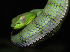 Trimeresurus sumatranus