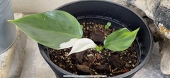 Philodendron