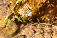 Stellaria pungens
