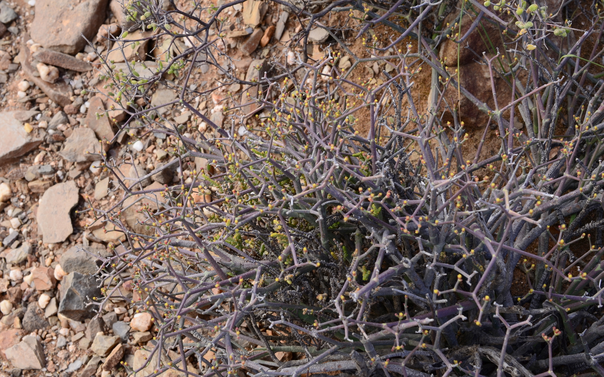 Euphorbia muricata