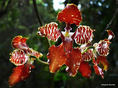 Cyrtochilum minax