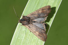 Lithophane semibrunnea