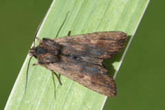 Lithophane semibrunnea