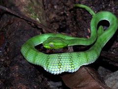 Trimeresurus sumatranus