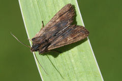 Lithophane semibrunnea