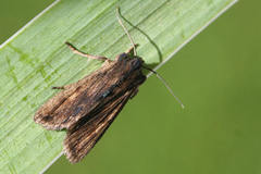 Lithophane semibrunnea