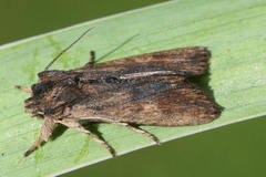 Lithophane semibrunnea