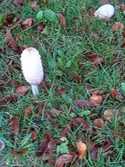 Coprinus comatus