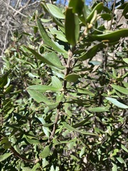 Persoonia cornifolia