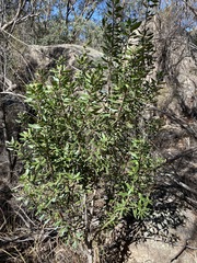 Persoonia cornifolia