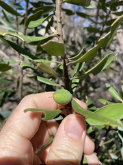 Persoonia cornifolia