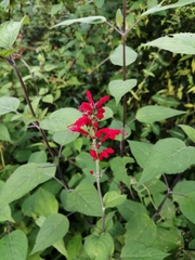 Salvia cinnabarina