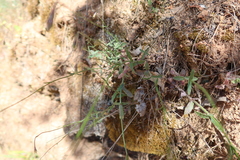 Wahlenbergia stricta stricta