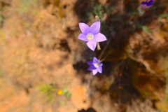 Wahlenbergia stricta stricta