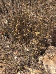 Pterocaulon
