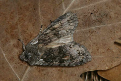 Lithophane consocia