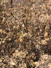 Pterocaulon
