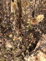 Pterocaulon