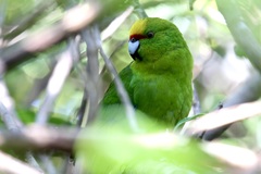 Cyanoramphus auriceps