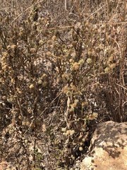 Pterocaulon