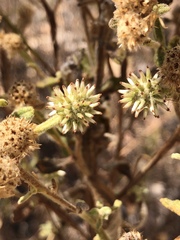Pterocaulon