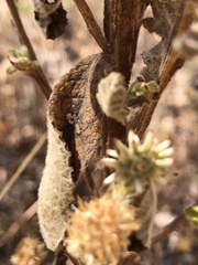 Pterocaulon