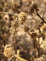Pterocaulon