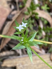 Sherardia arvensis