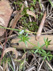 Sherardia arvensis