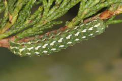 Lithophane leautieri