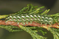 Lithophane leautieri