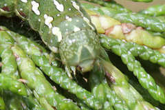 Lithophane leautieri