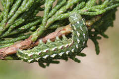 Lithophane leautieri