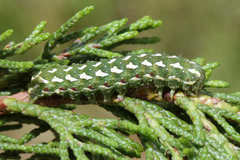 Lithophane leautieri