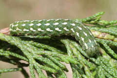 Lithophane leautieri