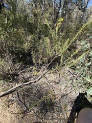 Acacia torringtonensis