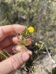Acacia torringtonensis