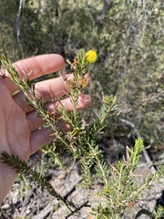 Acacia torringtonensis