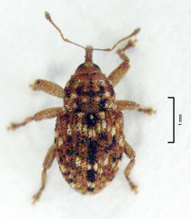 Storeus albosignatus