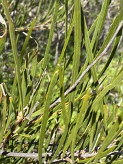 Acacia granitica