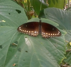 Papilio dravidarum