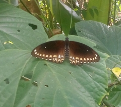 Papilio dravidarum