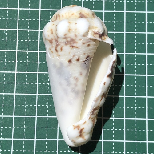 Silver Conch (Lentigo lentiginosus)