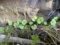 Dichondra repens