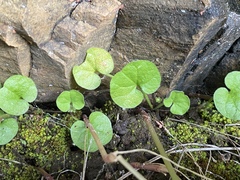Dichondra repens