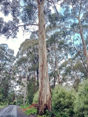 Eucalyptus cypellocarpa