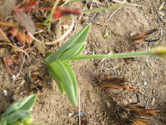 Chlorophytum